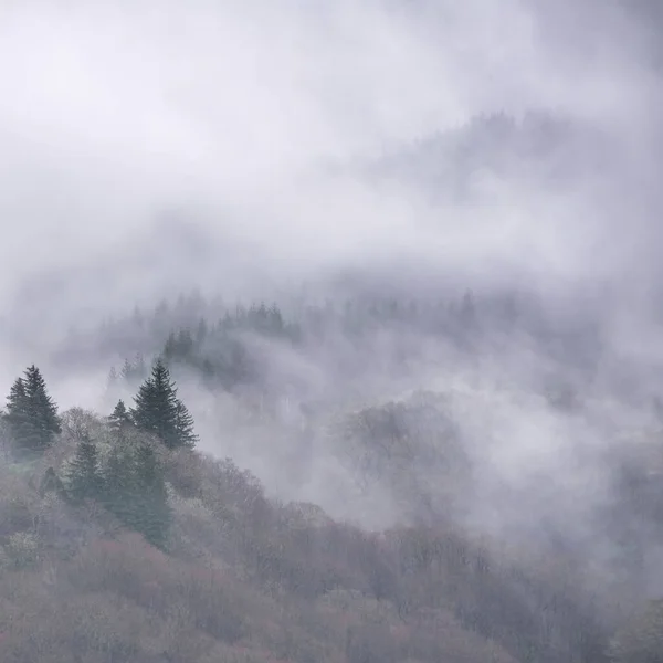 苏格兰本伦蒙德斜坡上的树木间飘扬着美丽的薄雾般的冬季风景 — 图库照片