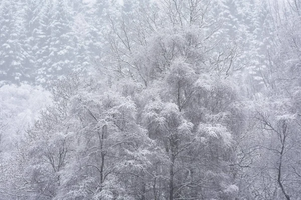 Bela Imagem Paisagística Simples Árvores Cobertas Neve Durante Inverno Queda — Fotografia de Stock