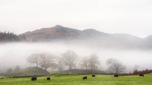 Epic Autumn Landscape Image River Brathay Lake District Lookng Langdale — 스톡 사진