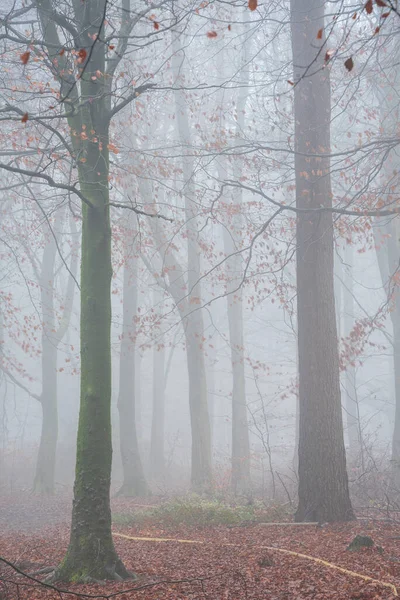 Beautiful Atmospheric Autumn Foggy Morning Landscape Image Thick Dense Woodland — Fotografia de Stock