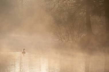 Stunning landscape image of Canada Goose at sunrise mist on urban lake with sun beams streaming through tress lighting up water surface