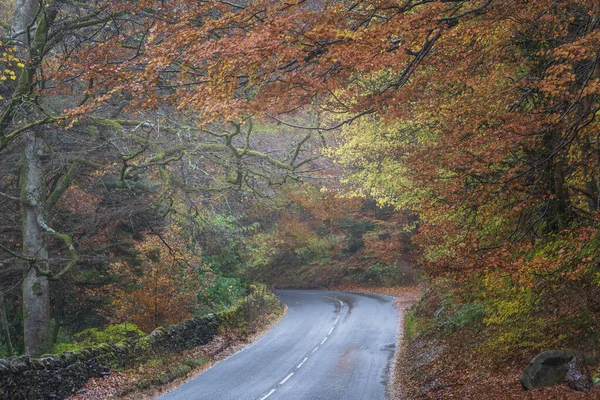 Beautiful Landscape Image Road Winding Vibrant Autumn Dodd Woods Forest — Fotografia de Stock