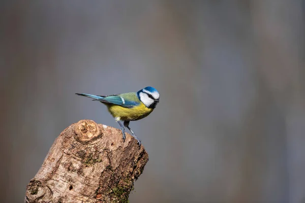 Beautiful Spring Landscape Image Blue Tit Cyanistes Caeruleus Bird Forest — Fotografia de Stock