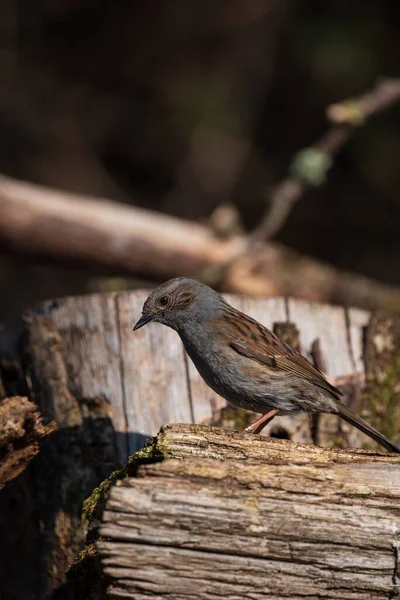 Vacker Levande Bild Wren Fågel Troglodytes Aedon Spring Skogslandskap Inställning — Stockfoto