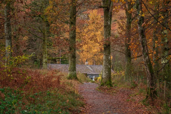 Krásná Podzimní Les Krajina Obraz Kabiny Lese Obklopen Vysokými Zlatými — Stock fotografie