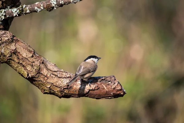 Beautiful Colorful Image Coal Tit Periparus Ater Bird Woodland Landscape — Stock fotografie