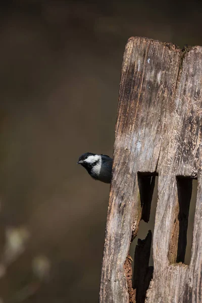 Beautiful Colorful Image Coal Tit Periparus Ater Bird Woodland Landscape — Foto Stock