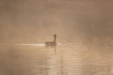 Gün doğumunda sisli bir Kanada Kuğusu 'nun çarpıcı manzara görüntüsü. Güneş ışınları su yüzeyini aydınlatıyor.
