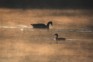 Great Crested Grebes Podiceps 'in güzel bir görüntüsü. Puslu göl yüzeyindeki çiftleşme mevsiminde.