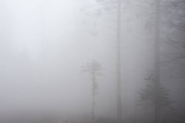 Sonbaharda sisli ormanlık arazinin güzel atmosferik karamsar manzarası