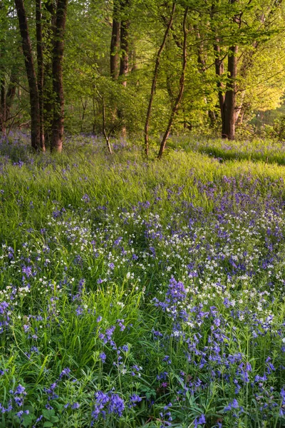 Oszałamiający Majestatyczny Wiosna Bluebell Las Wschód Słońca Angielskiej Wsi Hyacinthoide — Zdjęcie stockowe