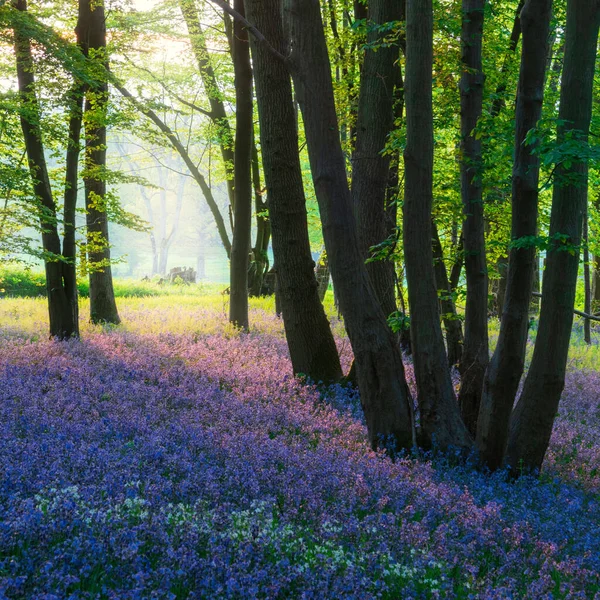 Superbe Majestueux Printemps Bluebells Forêt Lever Soleil Dans Campagne Anglaise — Photo