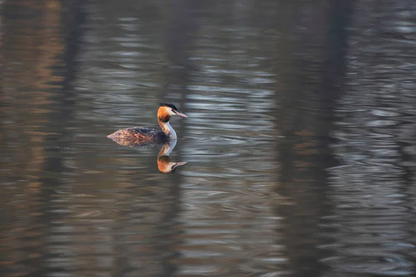 Imagem Bonita Great Crested Grebes Podiceps Aristatus Durante Época Acasalamento — Fotografia de Stock