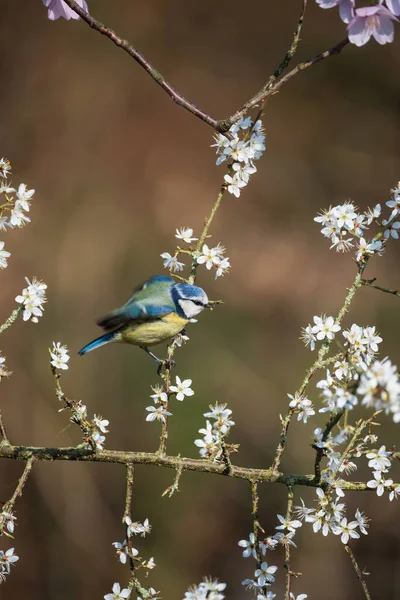 Beautiful Spring Image Blue Tit Cyanistes Caerulueus Bird Flowering Hawthorn — 스톡 사진
