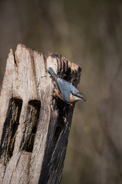 Hermosa Imagen Nuthatch Bird Sitta Europaea Poste Cerca Entorno Del — Foto de Stock