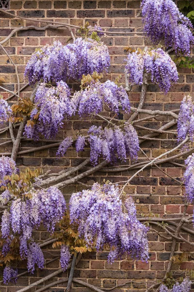 Schöne Frühlingslandschaft Bild Der Typisch Englischen Landschaft Garten Szene — Stockfoto