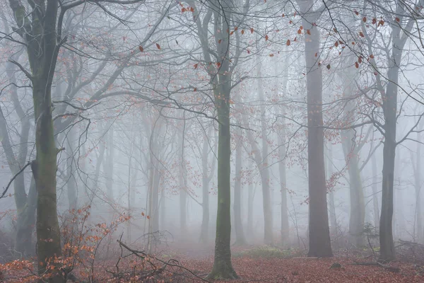 Sonbaharda Sisli Ormanlık Arazinin Güzel Atmosferik Karamsar Manzarası — Stok fotoğraf