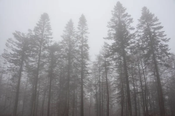 Красивое Атмосферное Капризное Пейзажное Изображение Туманного Леса Осенью — стоковое фото