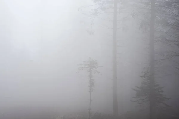 Beautiful Atmospheric Moody Landscape Image Foggy Woodland Autumn — Stock Photo, Image