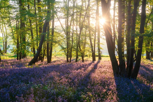 Superbe Majestueux Printemps Bluebells Forêt Lever Soleil Dans Campagne Anglaise — Photo