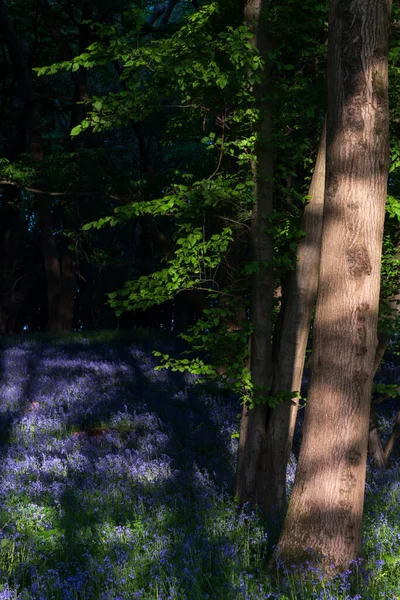 Stunning Majestic Spring Bluebells Forest Sunrise English Countryside Hyacinthoide Non — Stockfoto