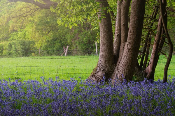 Stunning Majestic Spring Bluebells Forest Sunrise English Countryside Hyacinthoide Non — 스톡 사진