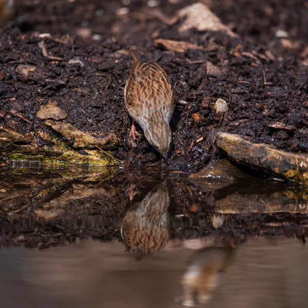 Wren kuşunun güzel canlı görüntüsü Troglodytes Aedon 'un Bahar Ormanı manzarası.