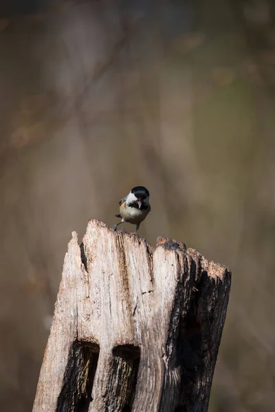 Beautiful Colorful Image Coal Tit Periparus Ater Bird Woodland Landscape — Stock fotografie