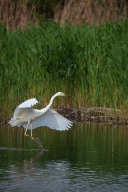 Güzel Büyük Beyaz Akbalıkçıl Ardea Alba 'nın bahar güneşi altında sulak alanlarda uçuşunun hoş bir görüntüsü. 