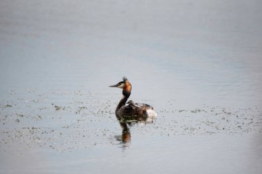Eğer Great Crested Grebe ailesi bahar güneşinde göl suyunda civcivlerle