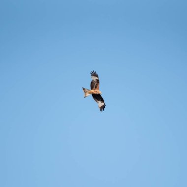 Bataklık Harrier Sirki 'nin güzel bir görüntüsü. Aeruginosus yırtıcısı. Baharda bataklık arazisinde yiyecek arıyor.