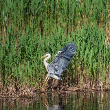 Gri Heron Ardea Cinerea 'nın baharda sulak arazide uçuşan güzel bir görüntüsü.