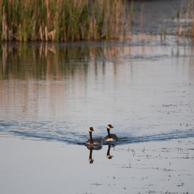 Kanada Kaz Branta Canadensis ailesi Baharda göl yüzeyinde yüzen yavrularla