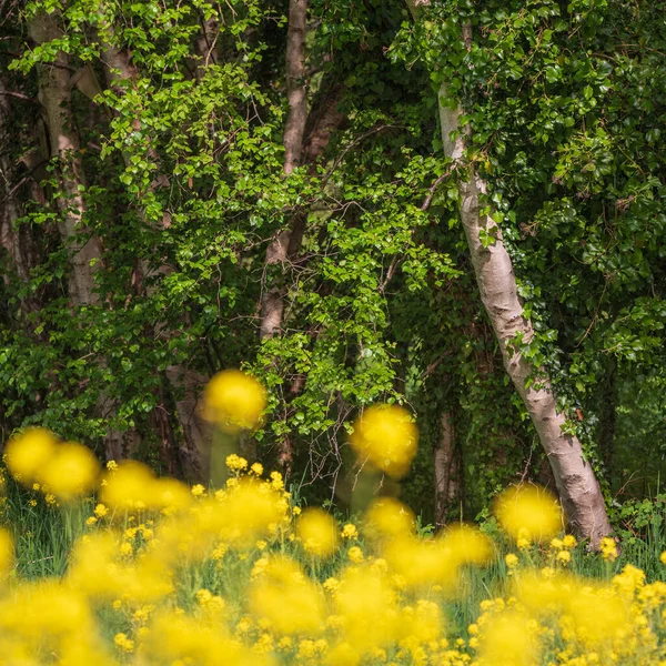 Gyönyörű Tavaszi Táj Sekély Mélységű Mezővel Repcemag Repce Repce Folyó — Stock Fotó