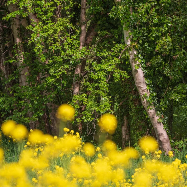 Krásná Jarní Krajina Mělkou Hloubkou Polní Techniky Řepkového Kanolu Podél — Stock fotografie