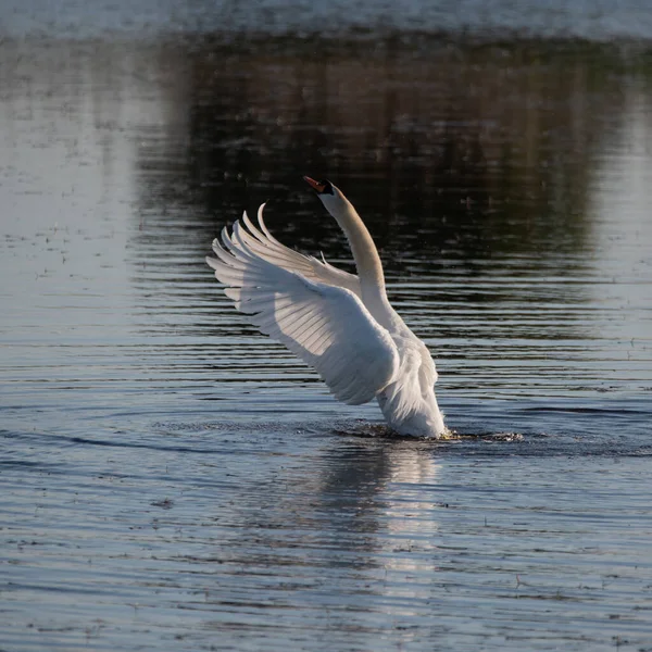 Bella Muta Cigno Cygnus Olor Sul Lago Con Ali Aperte — Foto Stock