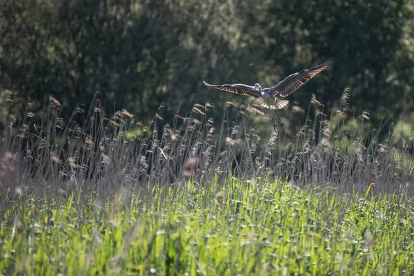 Vacker Bild Grey Heron Ardea Cinerea Flygning Över Våtmarker Landskap — Stockfoto