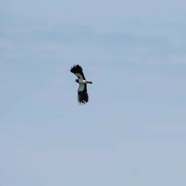 春の澄んだ青空の中で飛行中のVanquis Vanellus鳥の羽ばたき — ストック写真
