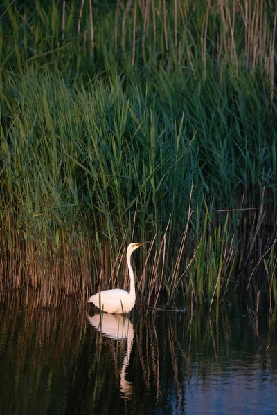 春には湿地の葦で食べ物を探している美しいグレートホワイト イーグレット アルバ — ストック写真