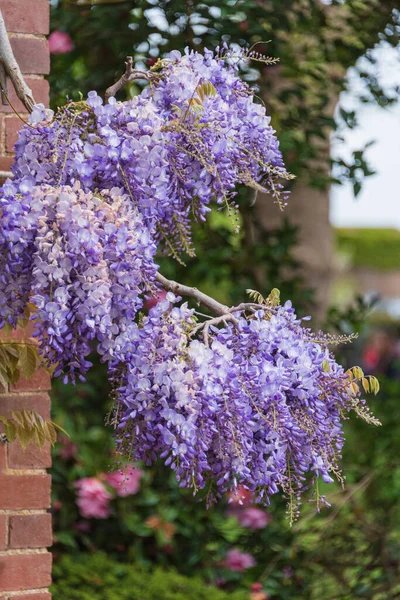 Schöne Englische Landgartenlandschaft Frühling Mit Wisteria Blume Voller Bunter Blüte — Stockfoto