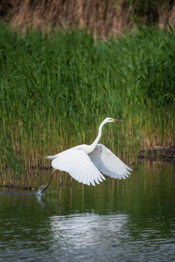 Güzel Büyük Beyaz Akbalıkçıl Ardea Alba 'nın bahar güneşi altında sulak alanlarda uçuşunun hoş bir görüntüsü. 