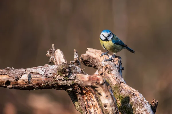 Beautiful Spring Landscape Image Blue Tit Cyanistes Caeruleus Bird Forest — ストック写真