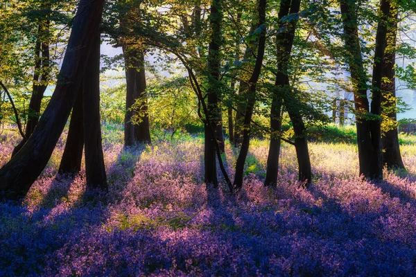 Impresionante Majestuosa Primavera Bluebells Bosque Amanecer Inglés Campo Hyacinthoide Non — Foto de Stock