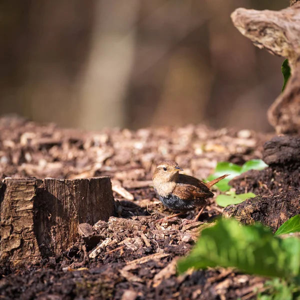 Schöne Nahaufnahme Des Dunnock Vogels Prunella Modularis Unterholz Der Waldlandschaft — Stockfoto