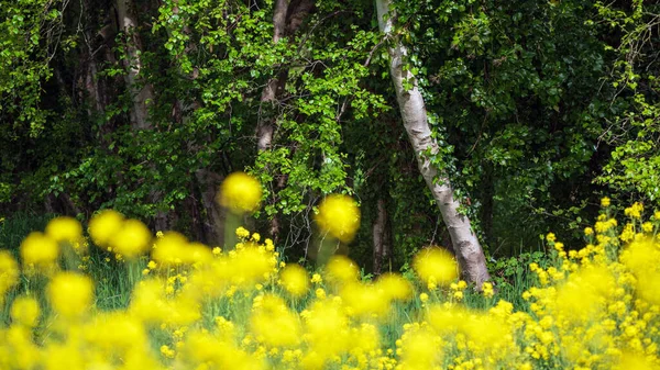 Beautiful Spring Landscape Shallow Depth Field Techniqure Rapeseed Canola River — Stock Photo, Image