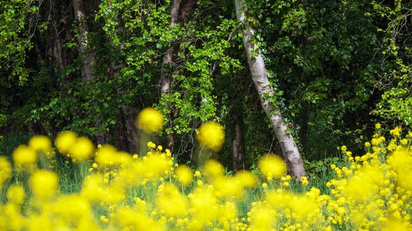 Schöne Frühlingslandschaft Mit Geringer Schärfentiefe Des Rapses Entlang Des Flussufers — Stockfoto