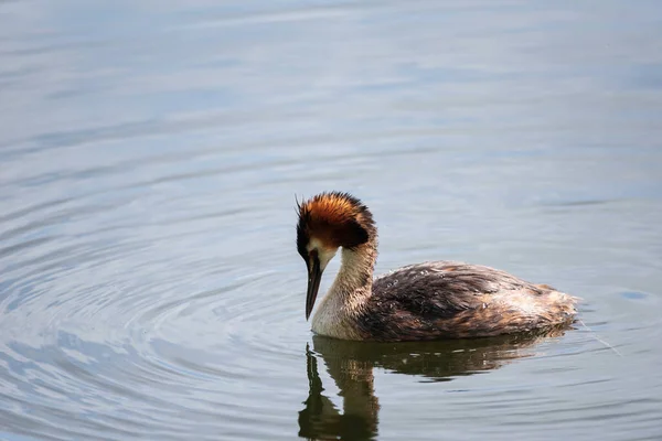 Beautiful portrait of colorful Great Crested Grebe Podiceps Cristatus on water in lake in Spring