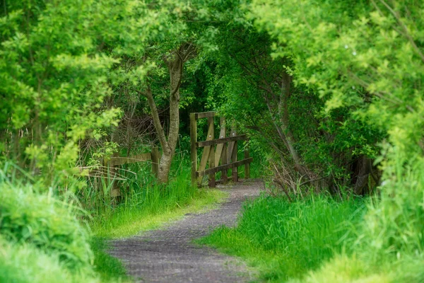 Hermosa Imagen Del Paisaje Mirando Largo Del Camino Través Exuberante —  Fotos de Stock