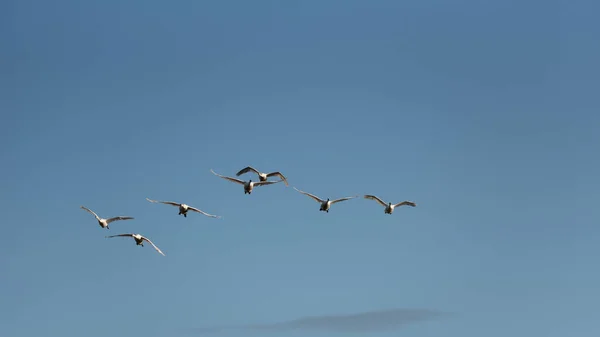 Kleine Schar Höckerschwäne Cygnus Olor Flug Über Feuchtgebietslandschaft Frühling — Stockfoto