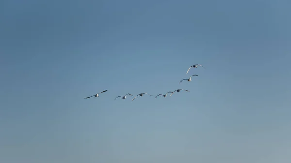 春には湿地の風景の上を飛行中のミュート白鳥Cygnus色の小さな群れ — ストック写真